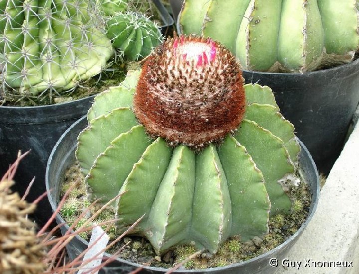 Melocactus pescaderensis GX